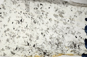 Plane Polarized, N5862