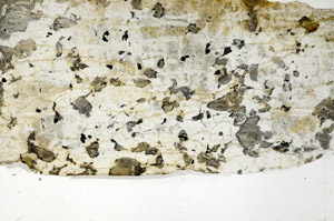 Plane Polarized, N5878