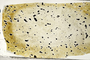Plane Polarized, N5881