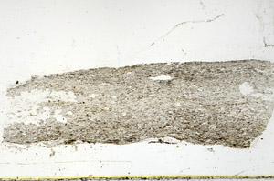 Plane Polarized, N5929