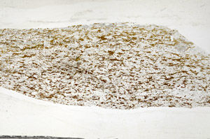 Plane Polarized, N5941