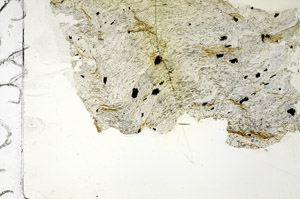 Plane Polarized, N5944