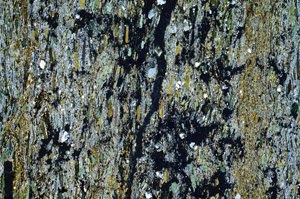 Cross Polarized, N5949