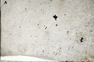 Plane Polarized, N5950