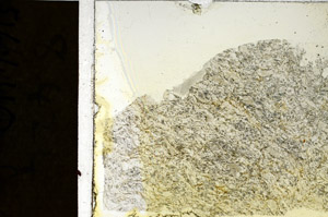 Plane Polarized, N5958/A