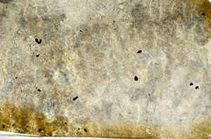 Plane Polarized, N6007