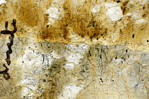 Plane Polarized, N6008