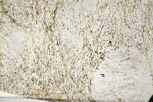 Plane Polarized, N6160/a