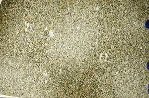 Plane Polarized, N6392