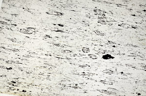 Plane Polarized, N6542