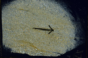 Cross Polarized, N6677/A