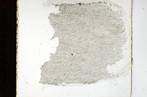 Plane Polarized, N6699/A