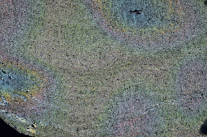 Cross Polarized, N6744