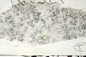 Plane Polarized, N6809/A