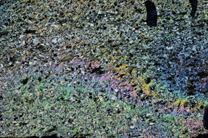 Cross Polarized, N6843