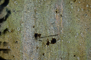 Cross Polarized, N6889