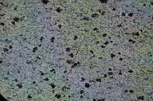 Cross Polarized, N6890
