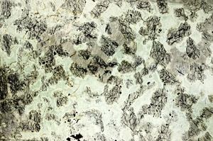 Plane Polarized, N7001