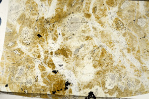 Plane Polarized, N7038