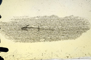 Plane Polarized, N7142