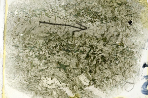 Plane Polarized, N7283/B