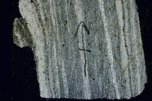 Cross Polarized, N7284/B