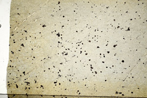 Plane Polarized, N7389
