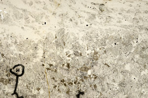 Plane Polarized, N7393