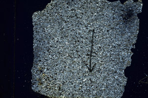 Cross Polarized, N7637/A