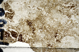 Plane Polarized, N7834