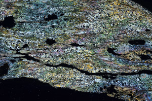 Cross Polarized, N7871