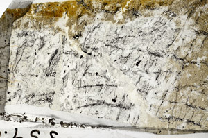 Plane Polarized, N7956