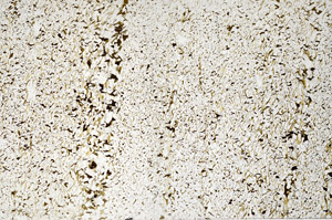 Plane Polarized, N7974