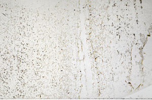 Plane Polarized, N7979