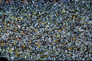 Cross Polarized, N7980