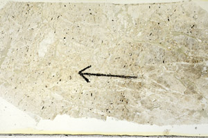 Plane Polarized, N8312