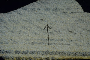Cross Polarized, N8489/B