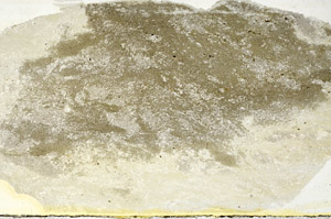 Plane Polarized, N9436/A