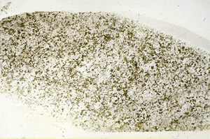 Plane Polarized, N9475