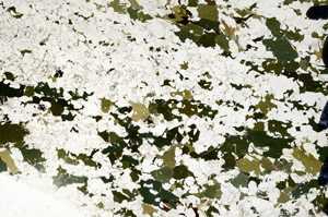 Plane Polarized, N9550