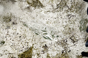 Plane Polarized, N9551