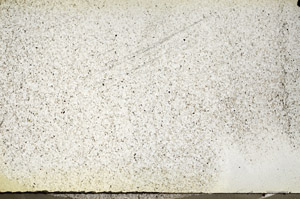 Plane Polarized, N9594