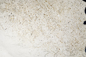 Plane Polarized, N9602