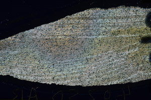 Cross Polarized, N9637