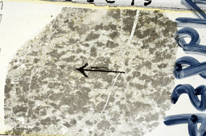 Plane Polarized, N9856