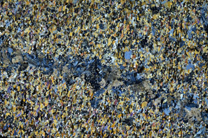 Cross Polarized, N9900