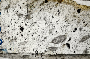 Plane Polarized, N9955