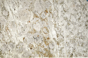 Plane Polarized, N10039