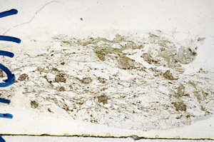 Plane Polarized, N10116