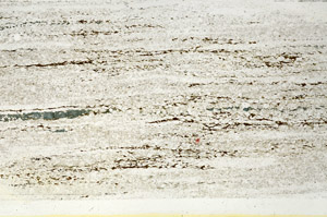 Plane Polarized, N10131/A